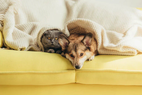 Sofás para casas con mascotas: tejidos y trucos antiarañazos